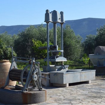 Olive oil tasting & half-day tour